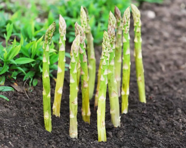 asparagus harvest time