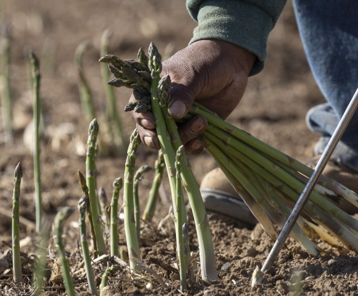 growing asparagus