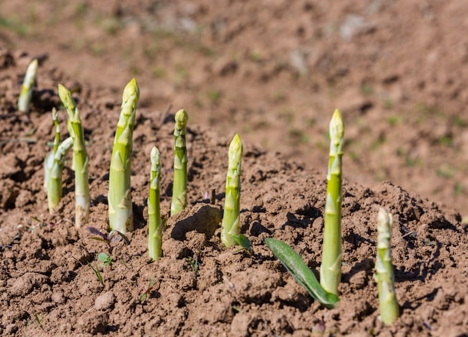 asparagus harvest time