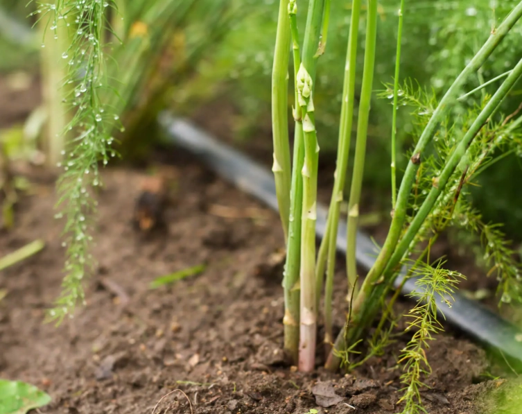 asparagus harvest time