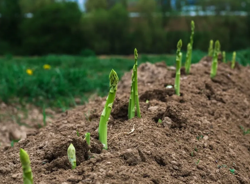 growing asparagus