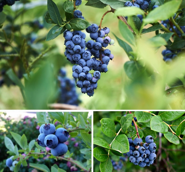 growing blueberries