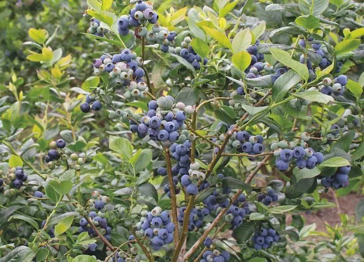 pruning blueberry bushes