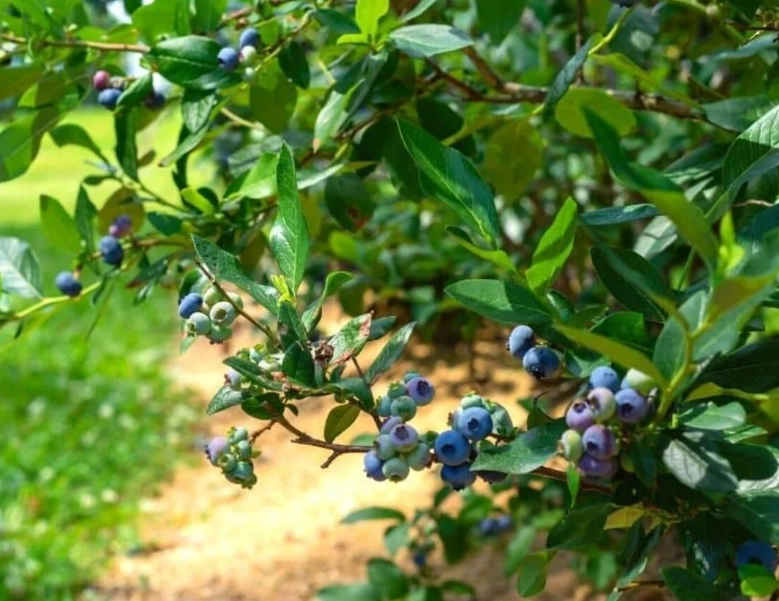 growing blueberries