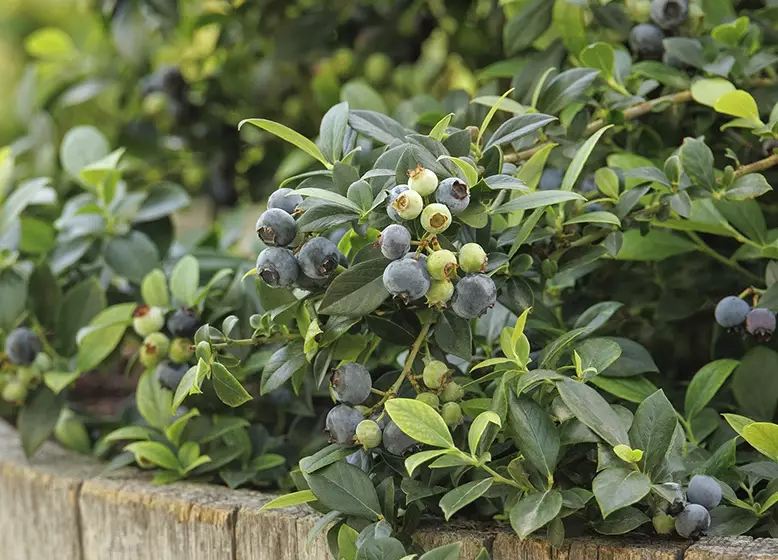 pruning blueberry bushes