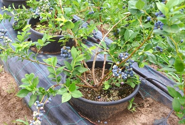 blueberry plant care