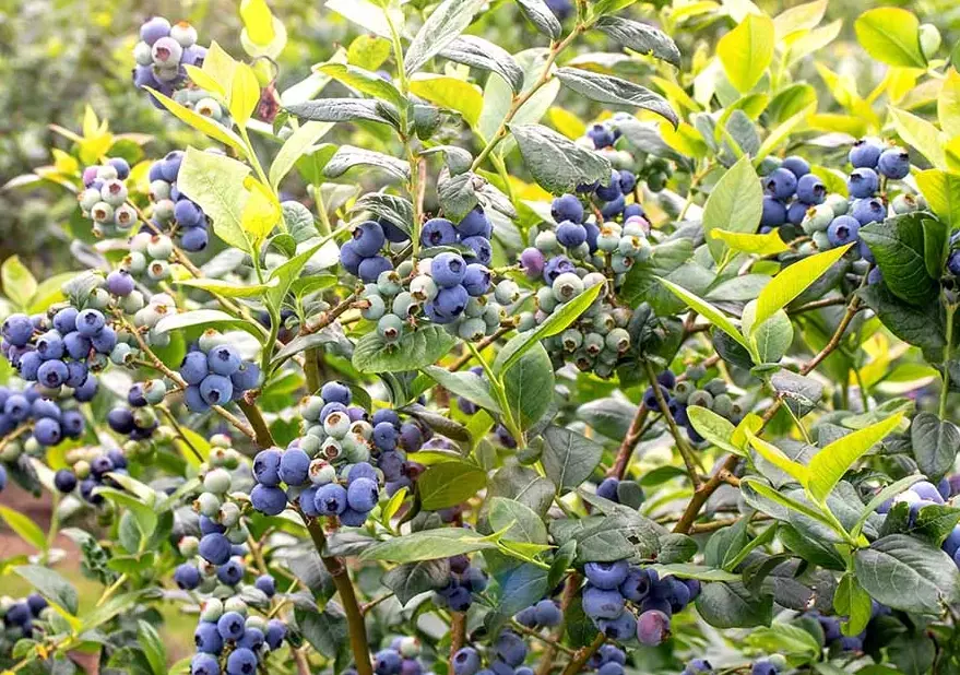 blueberry plant care