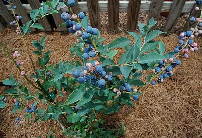 growing blueberries