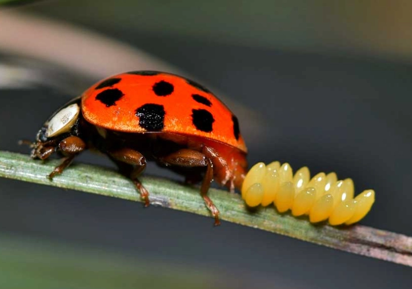 what do ladybug eggs look like