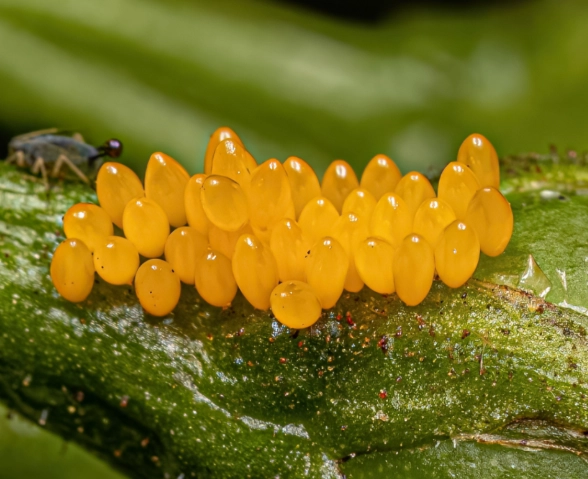 ladybug eggs vs aphids
