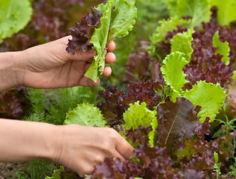 how to harvest lettuce