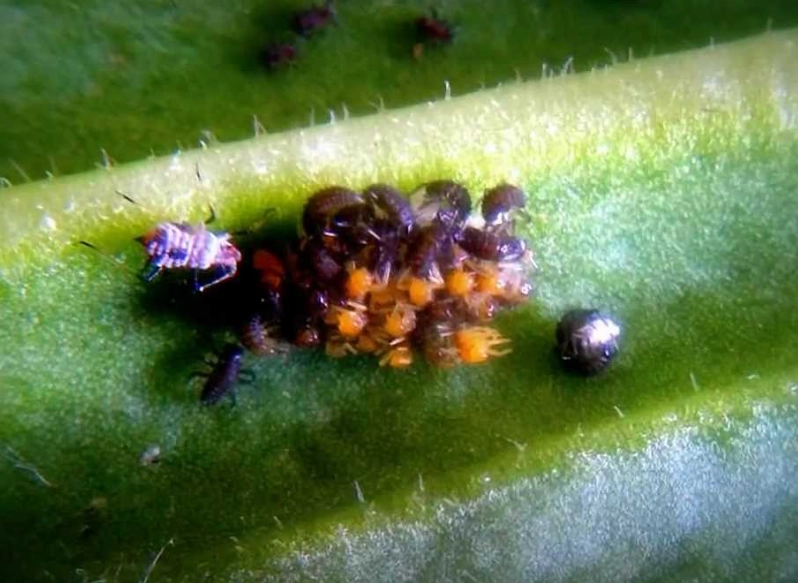 ladybug eggs identification