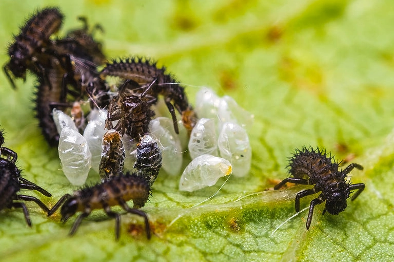 ladybug eggs identification