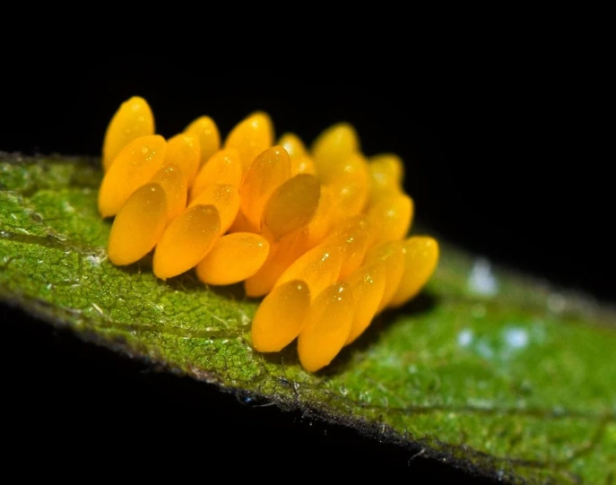 ladybug eggs vs aphids