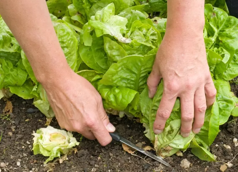 when to pick lettuce