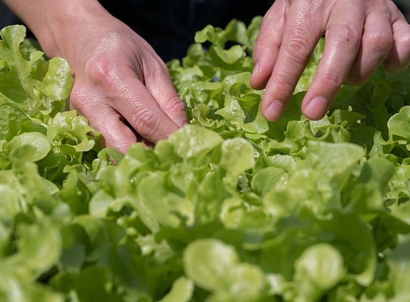 harvesting leaf lettuce