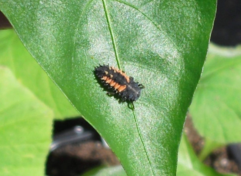 ladybug eggs vs aphids