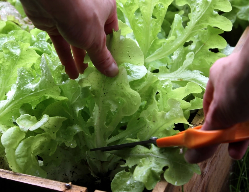 when to pick lettuce