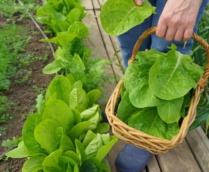 how to harvest lettuce