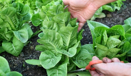 harvesting leaf lettuce