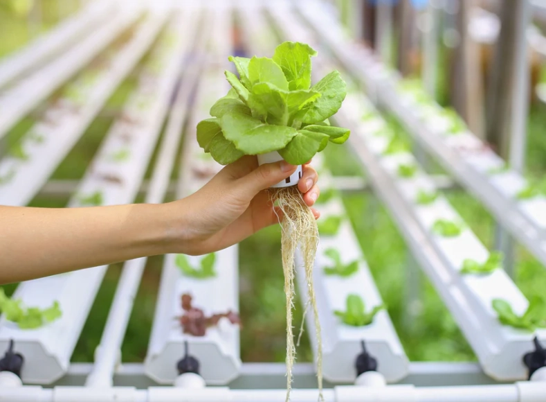 nutrient solution management