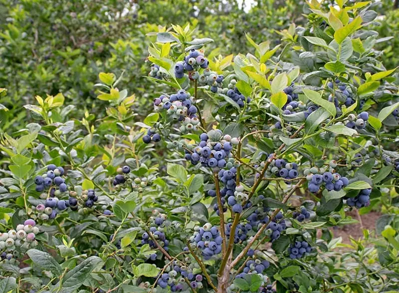 harvesting blueberries