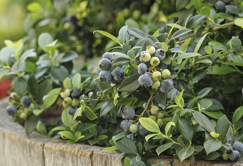 blueberry bush care