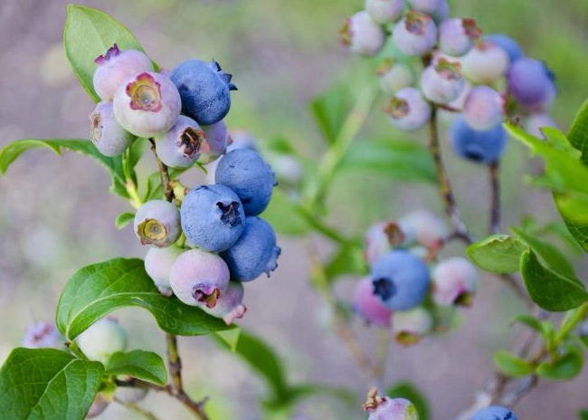 harvesting blueberries