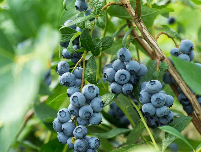 blueberry bush care