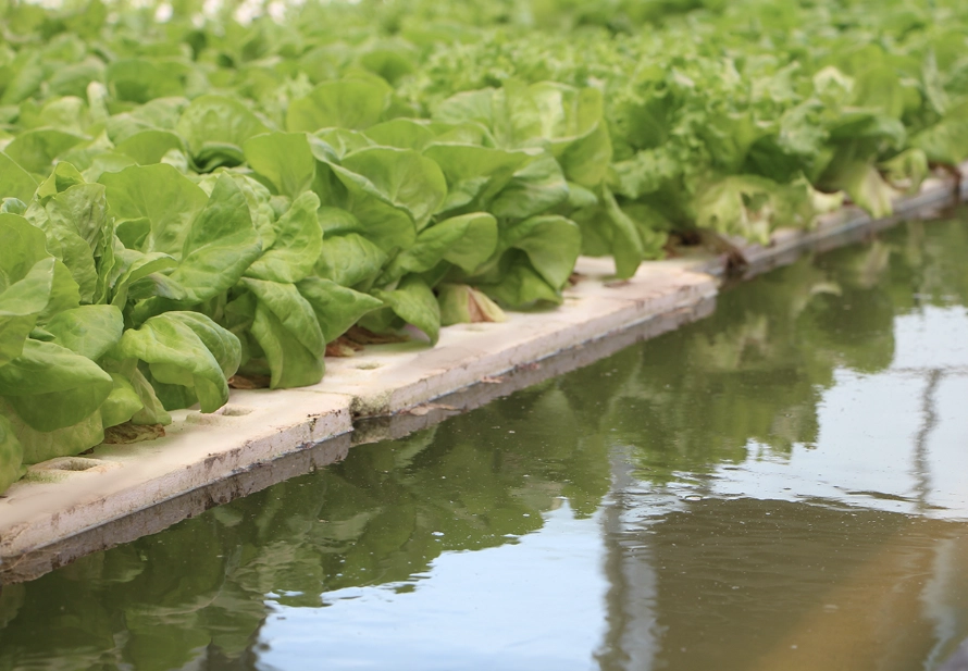pH control hydroponics