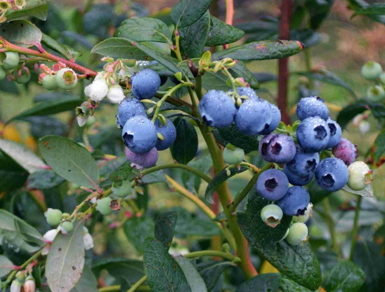 how to plant blueberry bushes