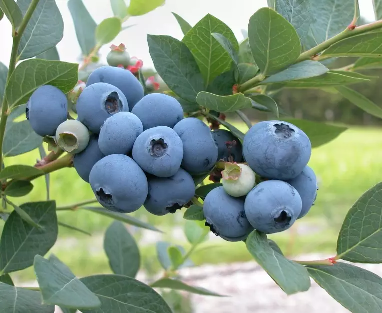 how to plant blueberry bushes