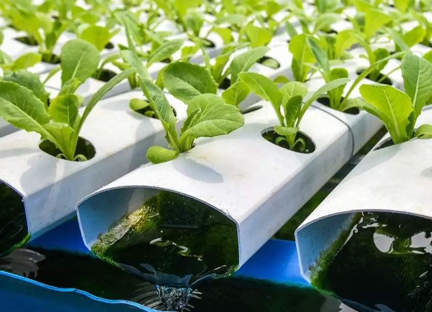 pH control hydroponics