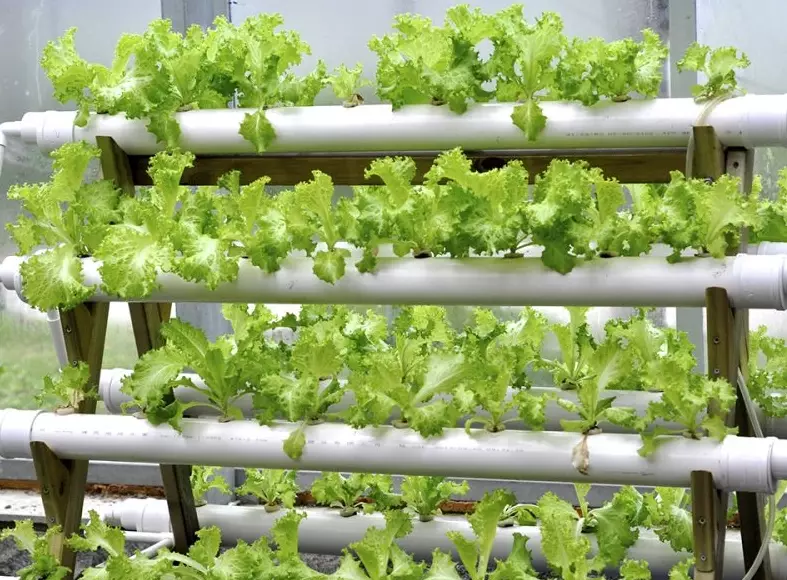 hydroponics water quality